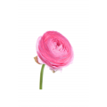 Ranunculus - Pink